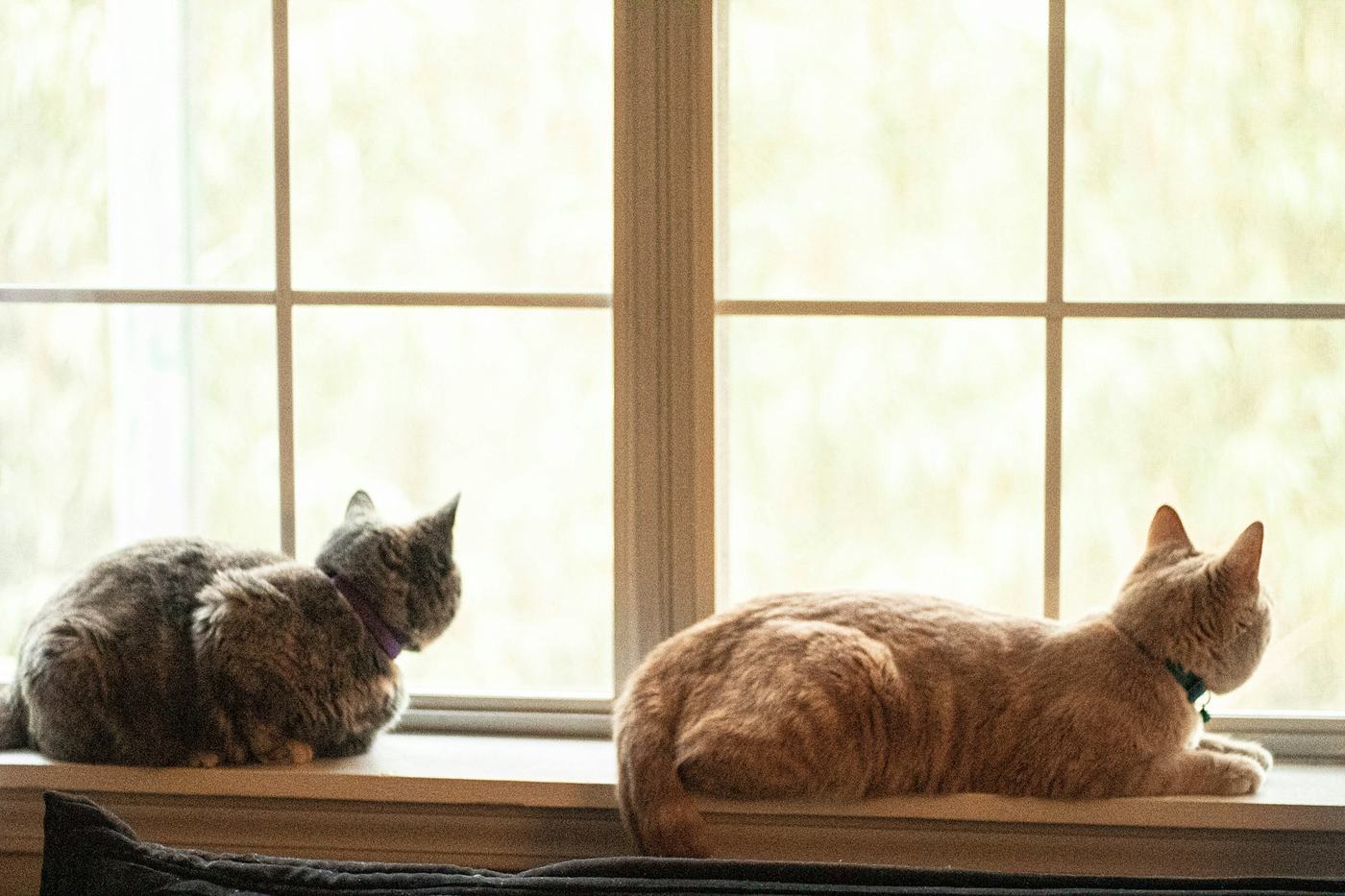 Two cats, one tabby and one ginger, lying on a sunny windowsill and looking out through a bright window.